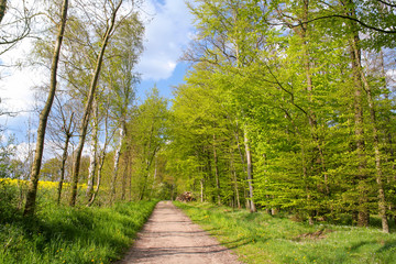 Fototapeta na wymiar Romantic forest path in the Lüneburg Heath, Northern Germany.