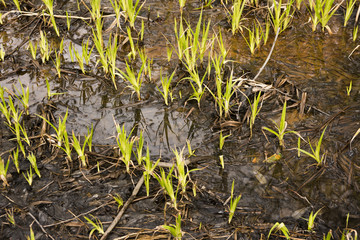 Young plants is on a swamp
