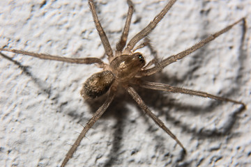 Home spider on the wall is macro