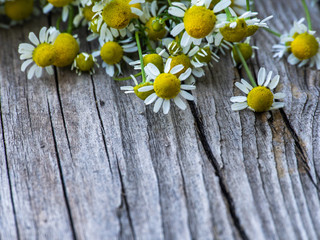 Obraz premium A bunch of chamomile on a wooden background. Herbal plant. Matricaria recutit. Matricaria chamomilla. Chamomilla recutita.