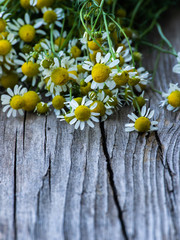 Obraz premium A bunch of chamomile on a wooden background. Herbal plant. Matricaria recutit. Matricaria chamomilla. Chamomilla recutita.