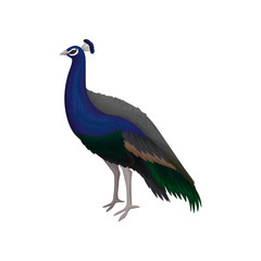 Obraz premium Detailed flat vector icon of beautiful peacock. Elegant wild bird with long tail. Wildlife and fauna theme