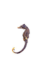 Chinese herbal medicine hippocampal