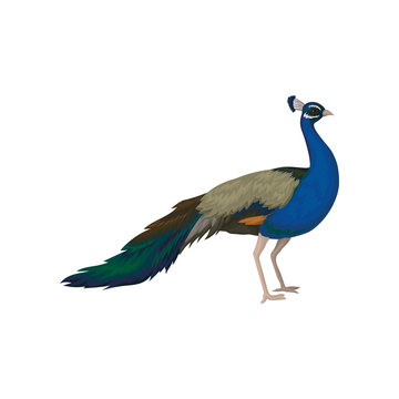 Portrait of gorgeous peacock. Detailed flat vector icon of wild bird. Wildlife and fauna theme