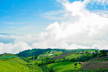 Phu Tubberk Mountain landscape view with the forest background