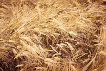 Barley rye field in summer 