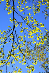 Beautiful nature in summer