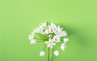 Small white flowers on a colored background in pastel colors