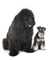 newfoundland dog and schnauzer