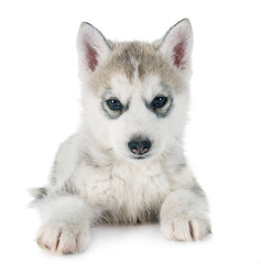 puppy siberian husky