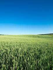 field of green grass on a background sky