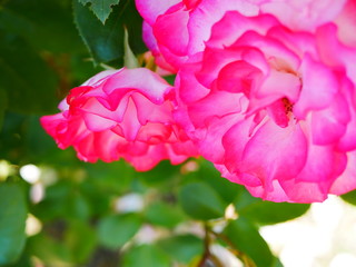 晴れた日のローズガーデン