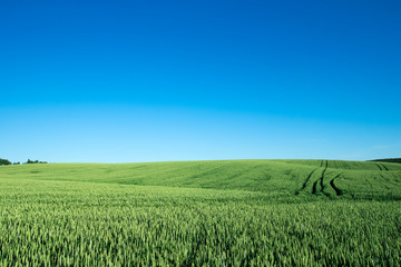 Fototapeta premium field of green grass on a background sky