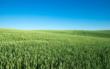 field of green grass on a background sky
