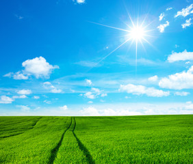 field of green grass on a background sky