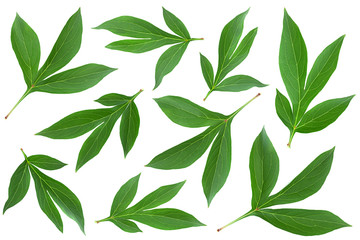 Fototapeta na wymiar Peony leaf collection closeup on white
