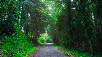 Obraz premium Mysterious fascinating landscape. Wet, after rain, road in mountain forest. Mystic tunnel through grove. Outskirts of Sintra, Portugal.