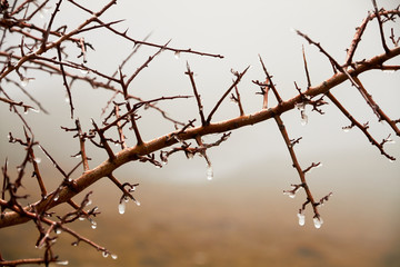 Detail from Ice drops from a branch with fog