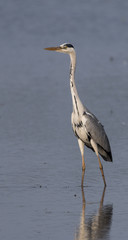 Grey heron
