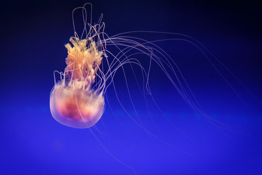 Jellyfish // Qualle