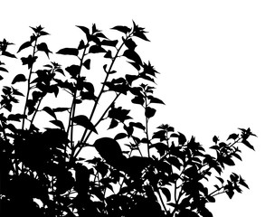 Generic vegetation silhouette