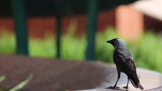 Jackdaw is a bird darkly colored, basically it's black and on a sunny and hot day it is he who needs a drink of water even from the city fountain.