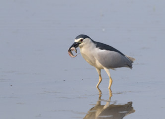 Black crowned night heron