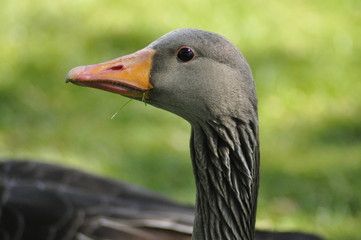 Goose