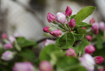 Obraz na płótnie Canvas apple tree flower