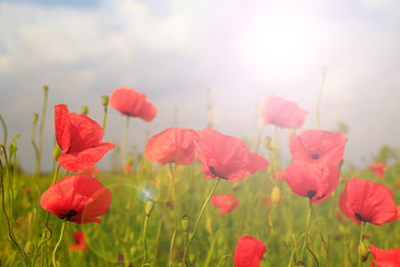 Field of poppies on a sunset