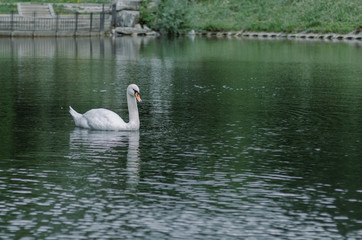 A swan on the background of grass.