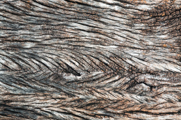 Texture of the old wood for the background.