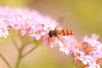 Bee