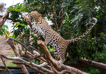 Leopard eating food in the natural atmosphere of the zoo.