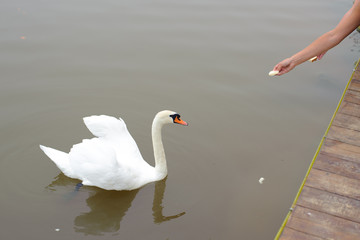 A female hand feeding a white swan in a pond.