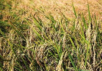 Rice spike in rice field.