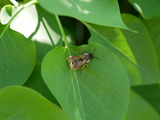 Bee