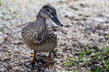 Mallard standing on the shore, wild duck near the river