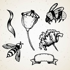 Poppy flower. Red poppies isolated on white background