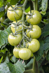 Green ripening tomatoes from close