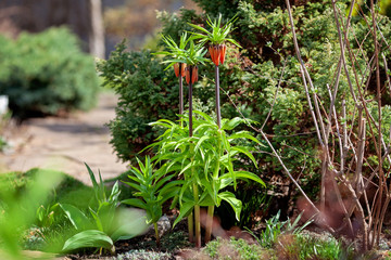 Orange Fritillaria imperialis in garden