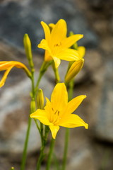 View of a beautiful yellow lily blooming in a garden