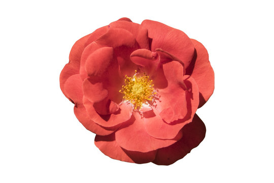 'Rosa gallica maxima' rose red flower isolated on white