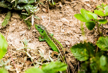 Green european lizard in summer garden
