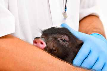 Adorable little Vietnamese pig on hands at the vet