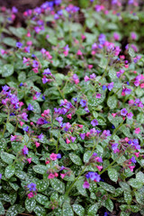 Obraz premium Pulmonaria blooming as background.