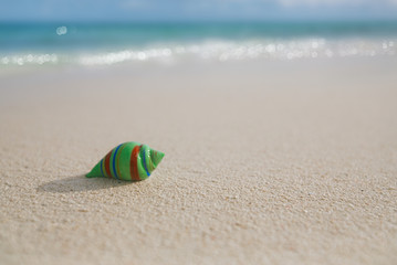 glass tropical sea  shell with waves under sun light