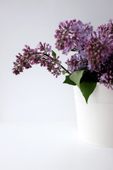 A bouquet of lilac in white pots