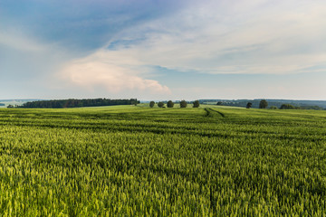 wheat field in summer evening