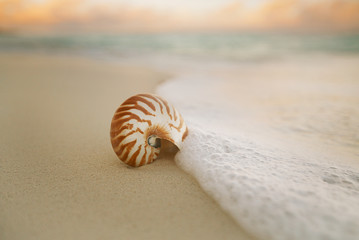 nautilus sea shell  on beach  soft sunrise ight
